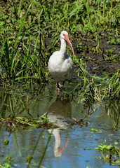 Ibis at Brazos Bend State Park, Texas