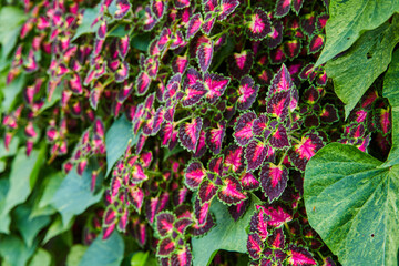 Close up of plant with pink and purple leaves ringed in dark green hidden in wall of ivy asset