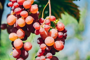 Branch of fresh ripe wine grape with water drops on vineyard nature background.
