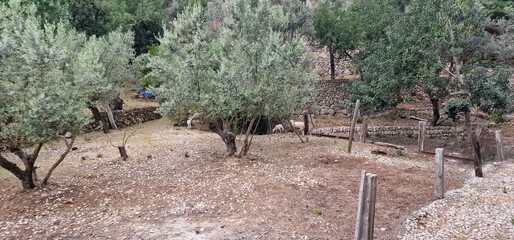 valley Surrounded by orchards of fruit trees and orange trees, we find the town of Sóller with its historic center of narrow cobbled streets full of elegant modernist mansions and traditional Mallorca