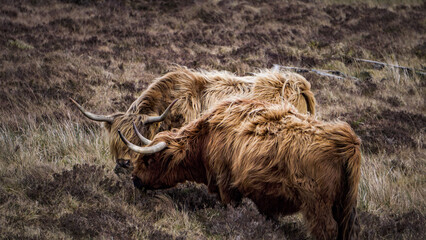 Fototapeta premium Scotland Europe Highlands Scottish United Kingdon Historic Landmark Castle Edinburgh Glenfinnan Viaduct Architecture Skye Portree Cultural Heritage Culture Tourist Attractions Countryside Glencoe UK