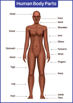 Human body parts medical diagram with black female model, anatomical vector poster.