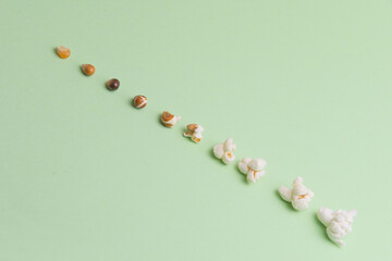  A creative display of popcorn kernels lined up in order of their popping stages on a soft green backdrop &ndash; an ideal representation of the snack&rsquo;s transformation.