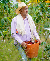 Colombian farmer collecting the coffee harvest