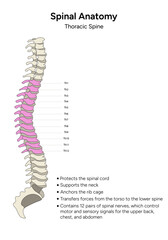 Human anatomy thoracic spine information in vector