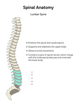 Spinal anatomy lumbar spine infographic in vector