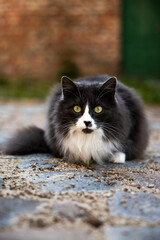 Outdoor portrait of black and white cat