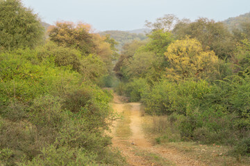 Fototapeta na wymiar The gravel road through forest at Sariska Tiger Reserve at Alwar District, Rajasthan in India.