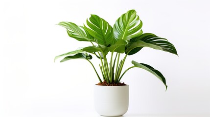 subtle green houseplant with big leaves in front of a white background