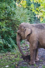 Fototapeta premium elephant in the park