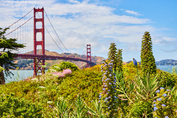 Blue flowering succulents with wildflowers and plants on hill with Golden Gate Bride in background