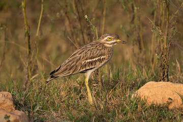 Indian stone-curlew, Indian thick-knee - Burhinus indicus on groud at brown background. Photo frpm Sariska Tiger Reserve at Alwar District, Rajasthan in India.