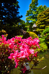 Close view of gorgeous pink flowers above water with blurry Japanese Tea Garden in background