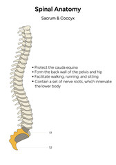 Human spinal anatomy sacrum and coccyx infographic in vector