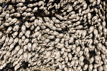 Barnacles – Christopher Lisle