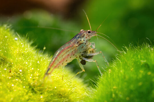 Japonica shrimp on green moss.