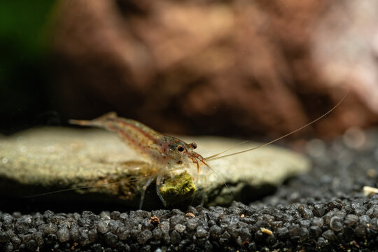 Japonica shrimp on fine gravel.