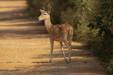 Chital or cheetal, spotted deer, chital deer, axis deer  - Axis axis standing on road at Sariska...