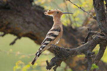 Eurasian hoopoe, common hoopoe - Upupa epops perched. Photo from Sariska Tiger Reserve at Alwar District, Rajasthan in India.