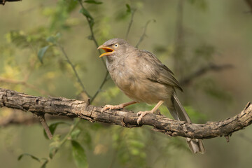Jungle babbler - Argya striata perched at green background. Photo from Sariska Tiger Reserve at Alwar District, Rajasthan in India. - obrazy, fototapety, plakaty