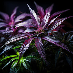 flower weed marihuana