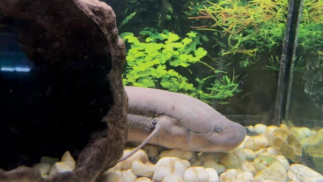 A two-lung fish swims along the bottom of the aquarium. Fish of the species Protopterus lungfish dipnoi