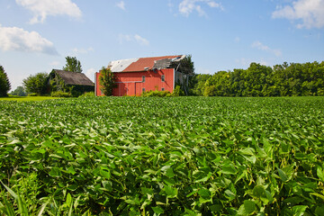 Brown barn covered in ivy and a red barn with a torn off roof behind soybean field