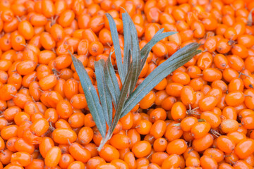 Close Up of  Sea-buckthorn (Hippophae Rhamnoides), fruit and leaves background
