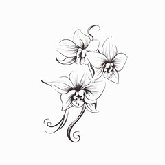 Orchids in cartoon, doodle style. 2d vector illustration in logo, icon style. AI Generative