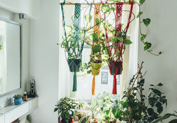 window with flowers. plants in a pots at home. Dracena, peperomia, hibiscus, scindapsus close up. Indoor gardening. Hobby. Green houseplants. Modern room decor, interior. Lifestyle, Still life with pl