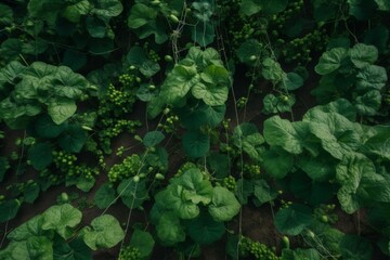 Bird's-eye view of thriving cucumbers. Generative AI