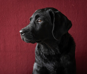 Portrait of a black labrador retriever
