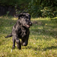 Black labrador retriever puppy running towards the camera