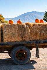 Pumpkins Hitching a Ride