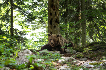 Brown bear is feeding in the forest. European bear during summer season. Big predator in natural habitat. European nature. 