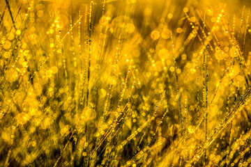 Grass in the meadow with morning. HDR Image (High Dynamic Range).