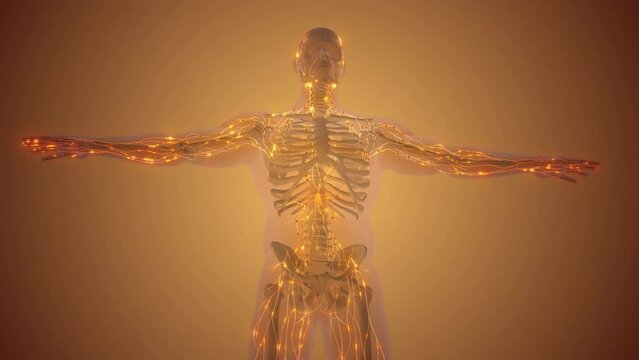 The lymphatic system or lymphoid system