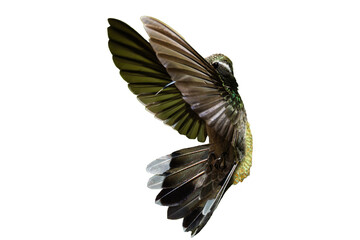 Rivoli's hummingbird (Eugenes fulgens) Photo, in Flight, on a Transparent Background