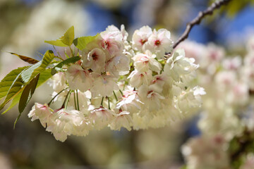 白峯神宮の鬱金桜