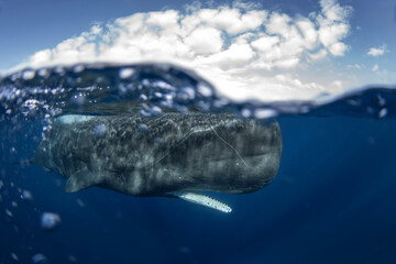 Sperm whale is relaxing near the surface. Snorkeling with the whales. The biggest toothed whale...