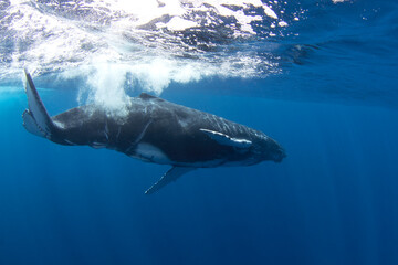 Calf of humpback whale near its mother. Snorkeling with the whales. Playful whale under the...