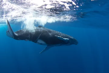 Muurstickers Calf of humpback whale near its mother. Snorkeling with the whales. Playful whale under the surface. Marine life in Indian ocean.  © prochym