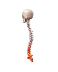 Human spine with lumbar with pain in lumbar region