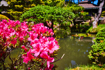Bright pink flowers above stream with blurred Japanese Tea Garden background