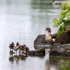 Poussins Ouettes