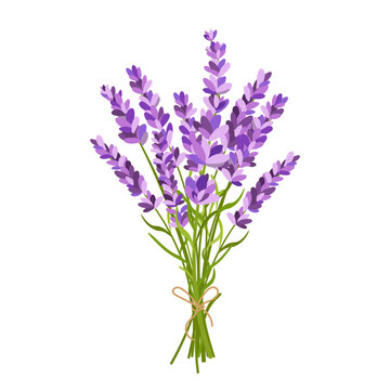 Lavender bouquet illustration
