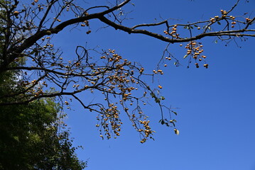 Japanese persimmon ( Kaki ) fruits. The taste of autumn. Seasonal background material.
