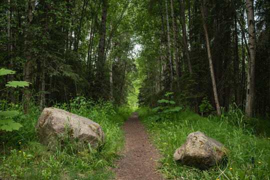 Mysterious Hiking Trail Hidden Deep Within a Long Forgotten Forest Path