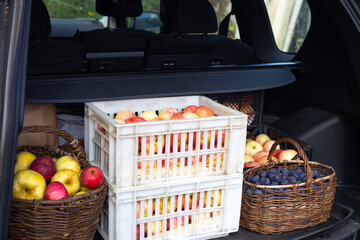 Boxes and basket with picked apples and basket of plums are inside the trunk of car. Life in the suburbs. Harvest autumn. Horticulture. Fruit picking