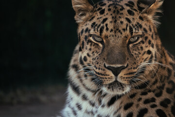Fototapeta premium Portrait of a the Amur leopard (Panthera pardus orientalis). East Siberian leopard. Red List